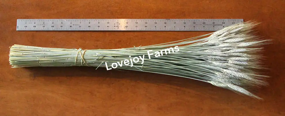 Dried Triticale (Bearded) Dried Grains - Ornamental