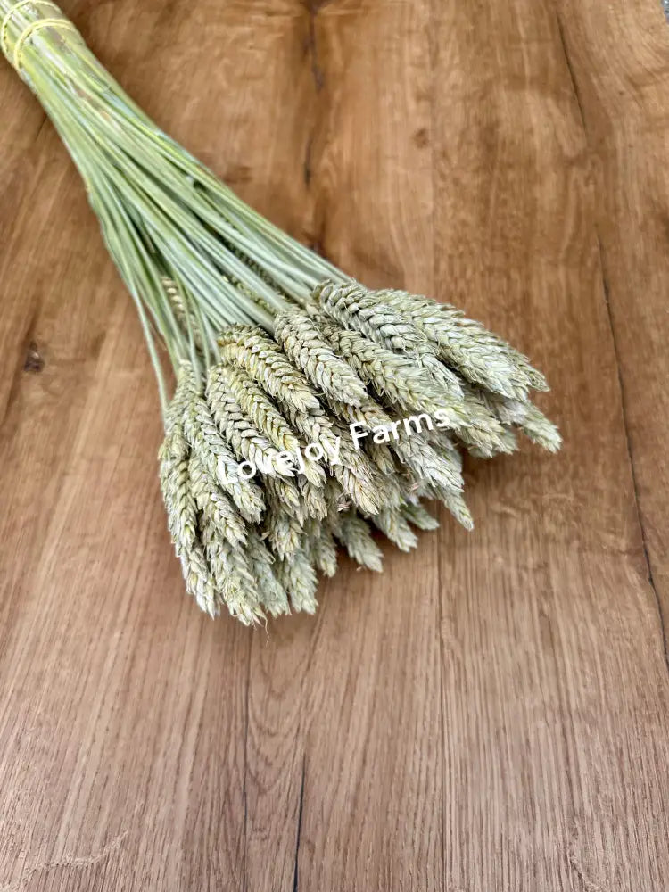 Dried Triticale (Beardless) Dried Grains - Ornamental