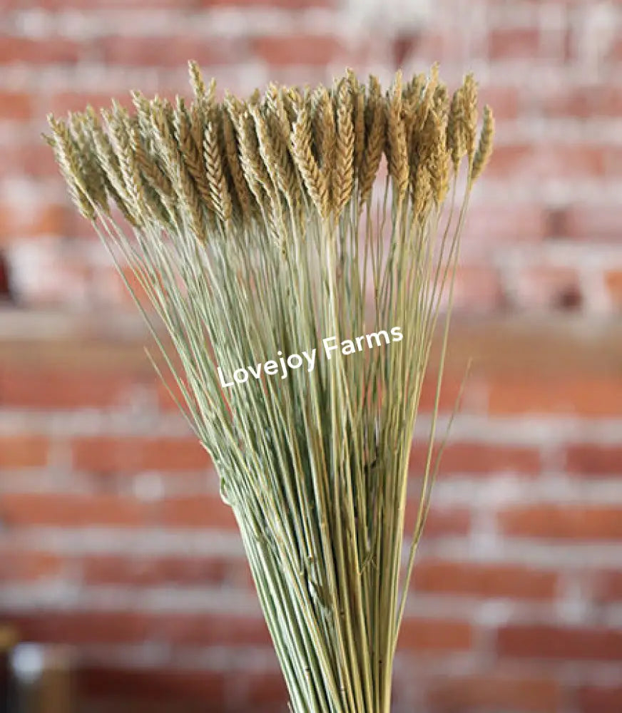 Dried Triticale (Beardless) Dried Grains - Ornamental