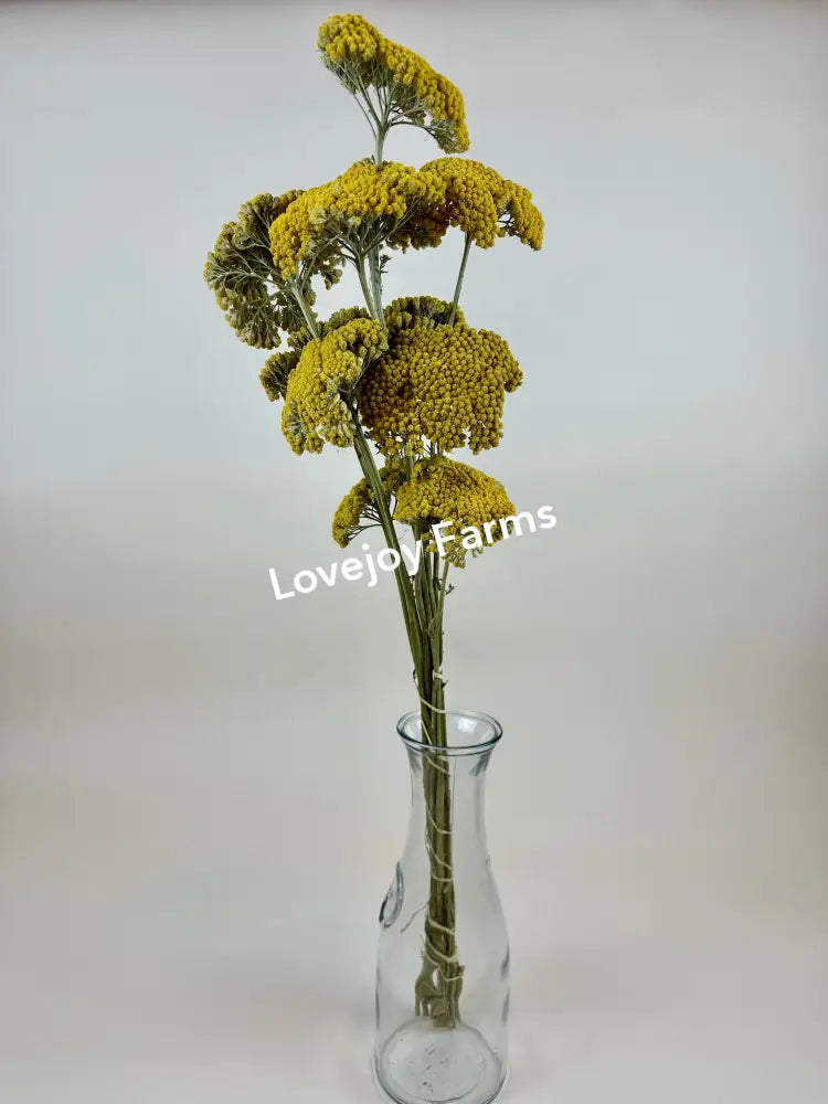 A clear glass vase holds 12 stems of Lovejoy Farms dried Yellow Yarrow, with small, tightly packed blooms on tall, slender green stems against a plain white background.