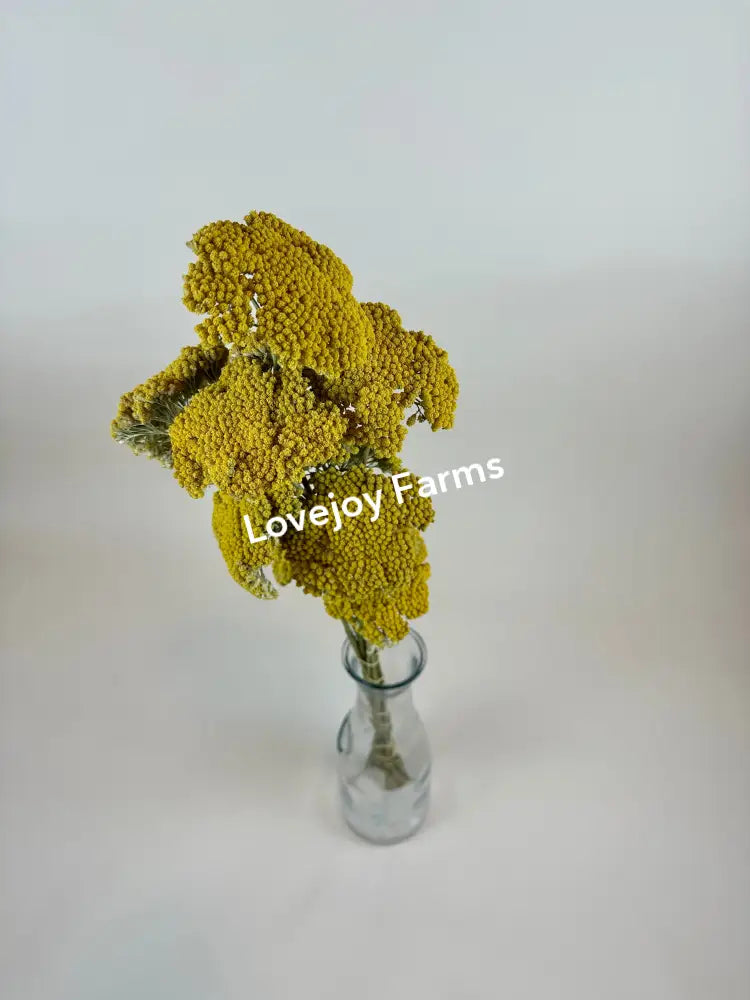 A vibrant bouquet of Dried Yarrow (12 Stem) by Lovejoy Farms, featuring bright yellow buds, is beautifully arranged in a clear glass vase against a plain white background.