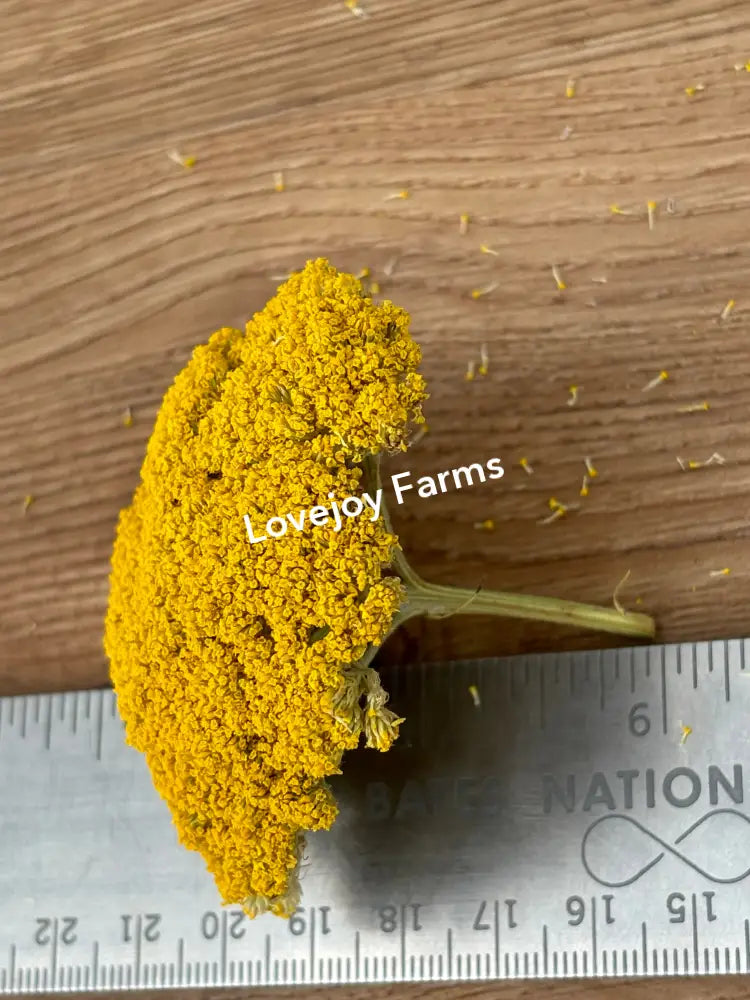 A bunch of Lovejoy Farms Dried Yarrow (12 Stem) is artistically arranged on a wooden surface beside a metal ruler, showcasing their densely packed, dome-shaped yellow blooms against the measuring scale.