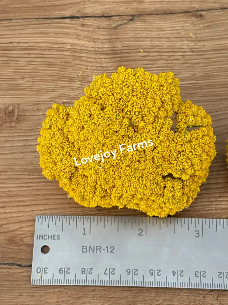 A textured, bright yellow object resembling clusters of Yellow Yarrow from Lovejoy Farms sits next to a ruler on a wooden surface. It measures about 4 inches long with a rough, bumpy exterior.