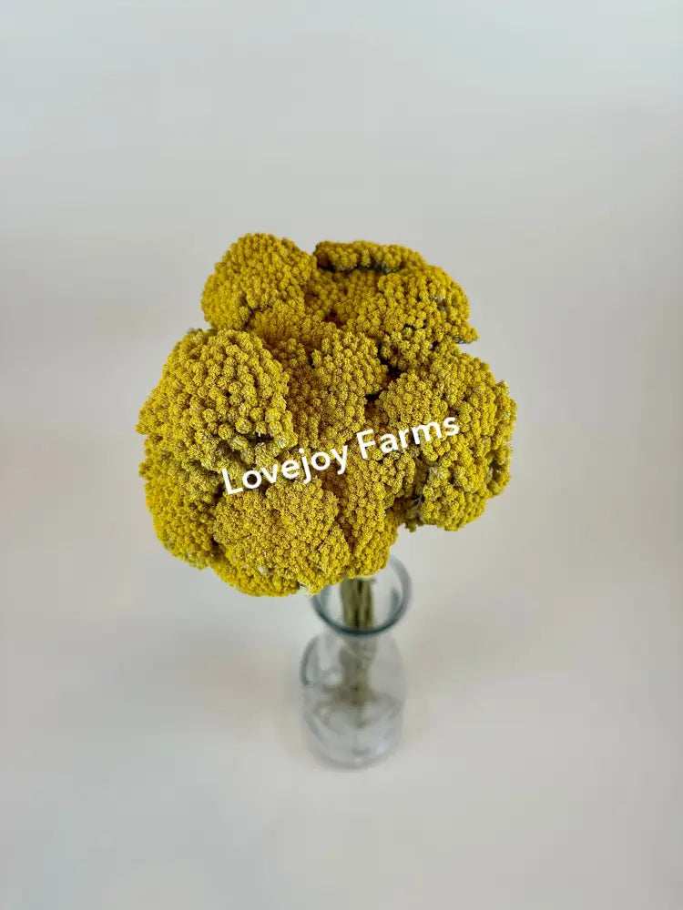Dried Yarrow (20 Stem) Dried Flowers