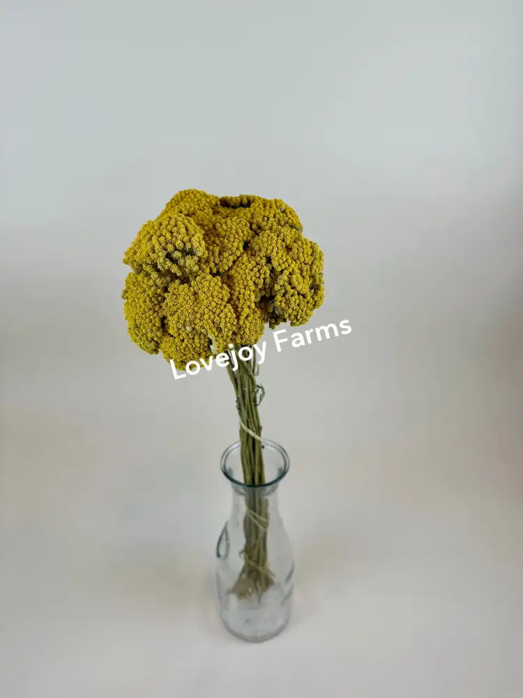 Dried Yarrow (20 Stem) Dried Flowers