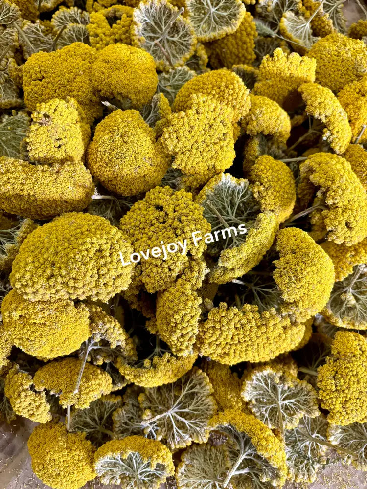 Dried Yarrow Heads (1 lb) Dried Flowers