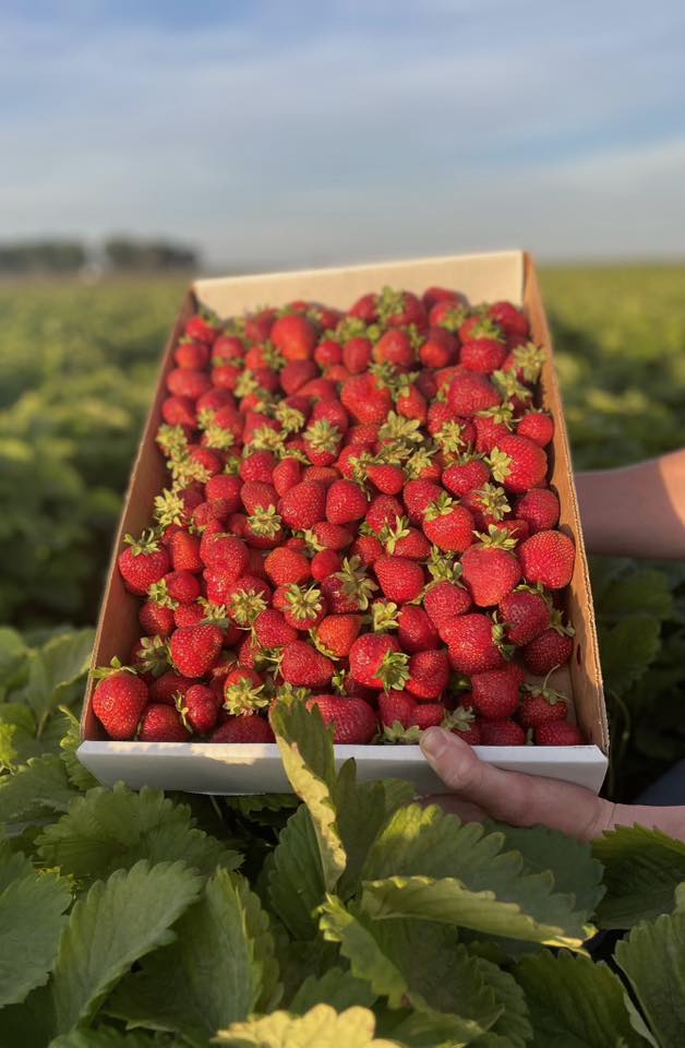 Strawberries - 6 lb Box