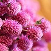 Dried Flowers