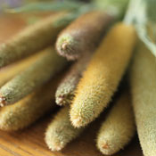 Dried Millet