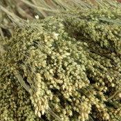 Dried Grasses