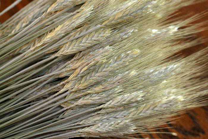 Dried Grains