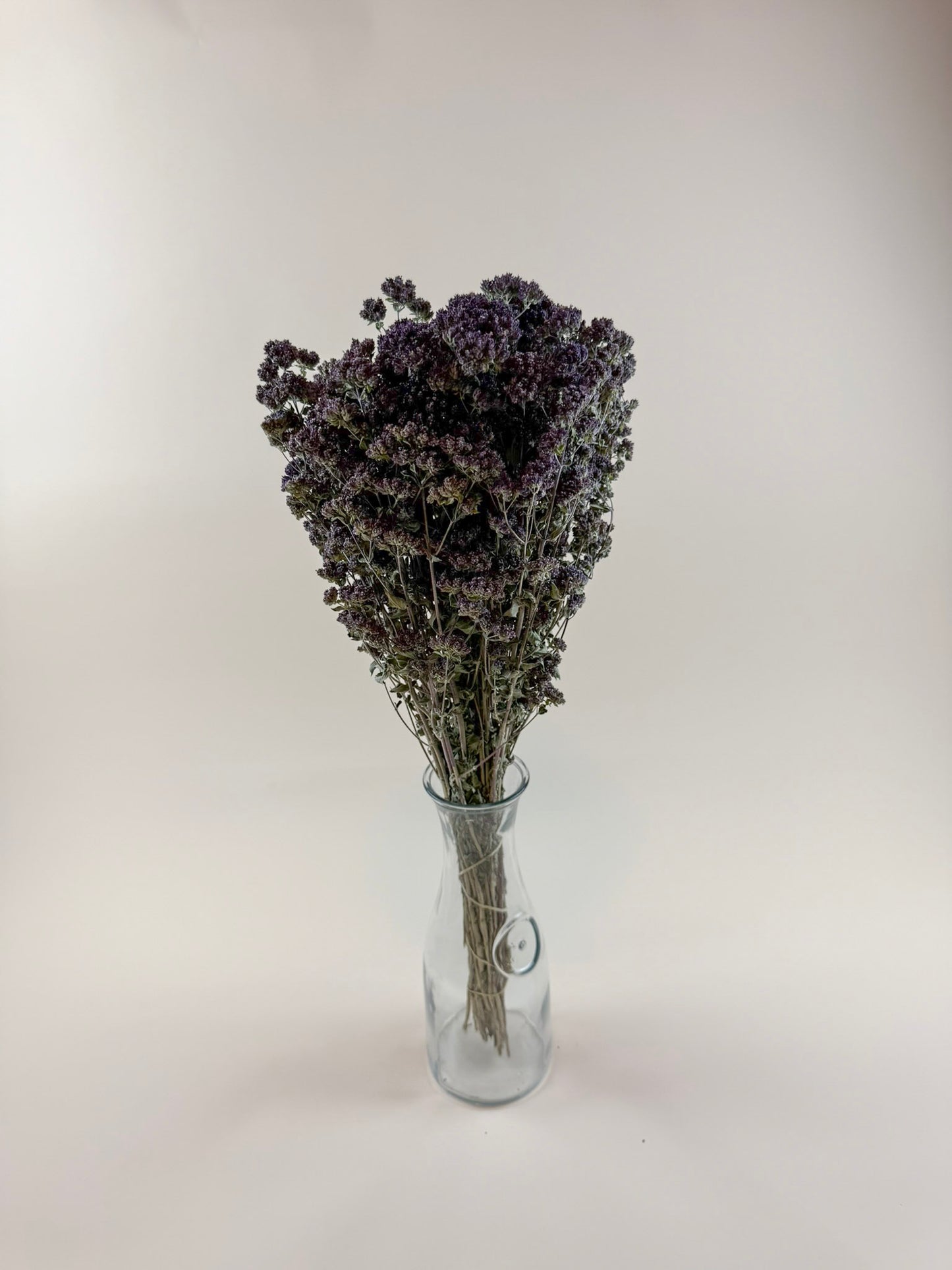 Purple Blossom Greek Oregano – Naturally Dried