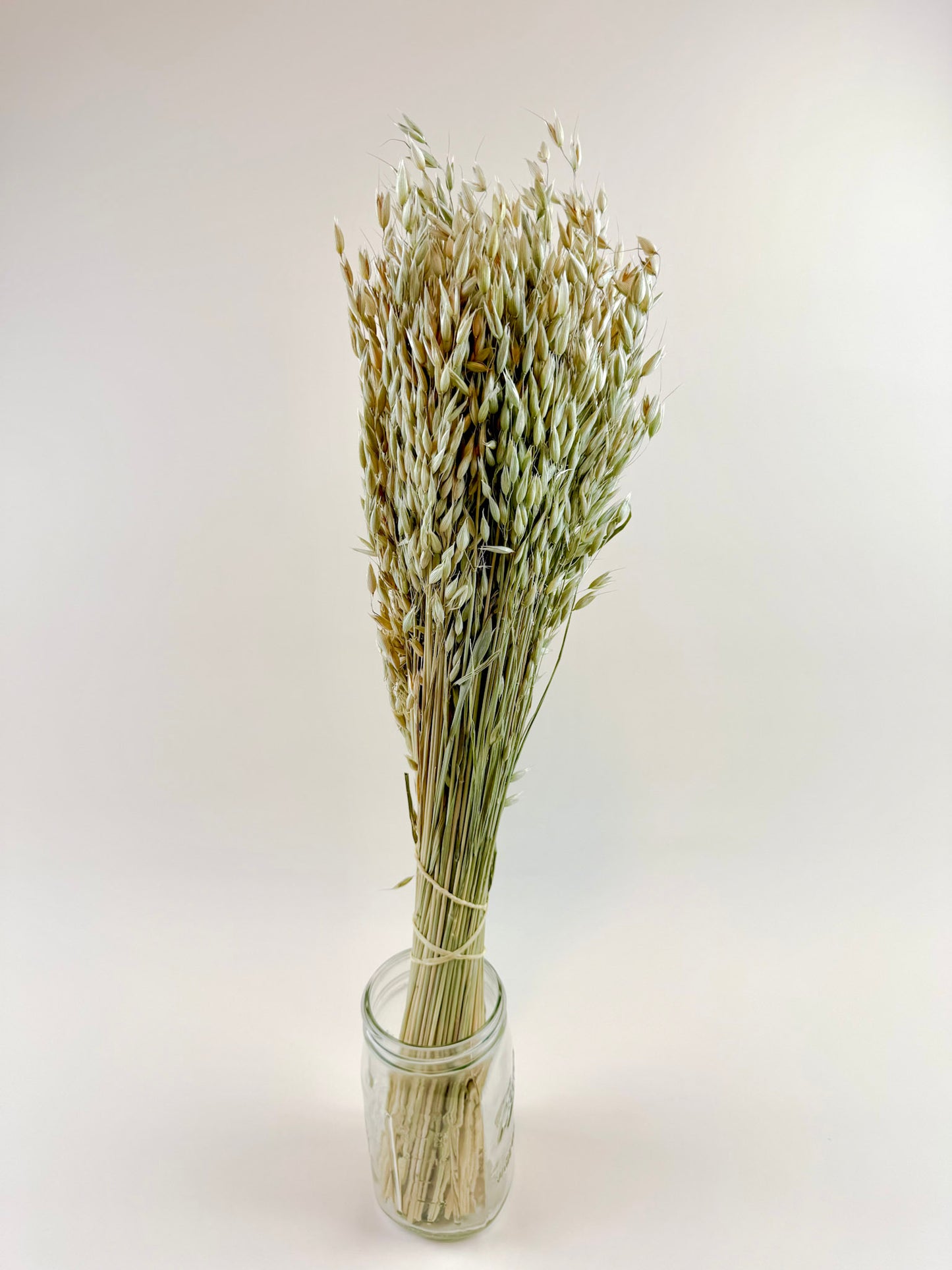 Avena (Oats) – Naturally Dried Oat Stems for Floral Design