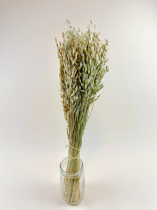 Avena (Oats) – Naturally Dried Oat Stems for Floral Design