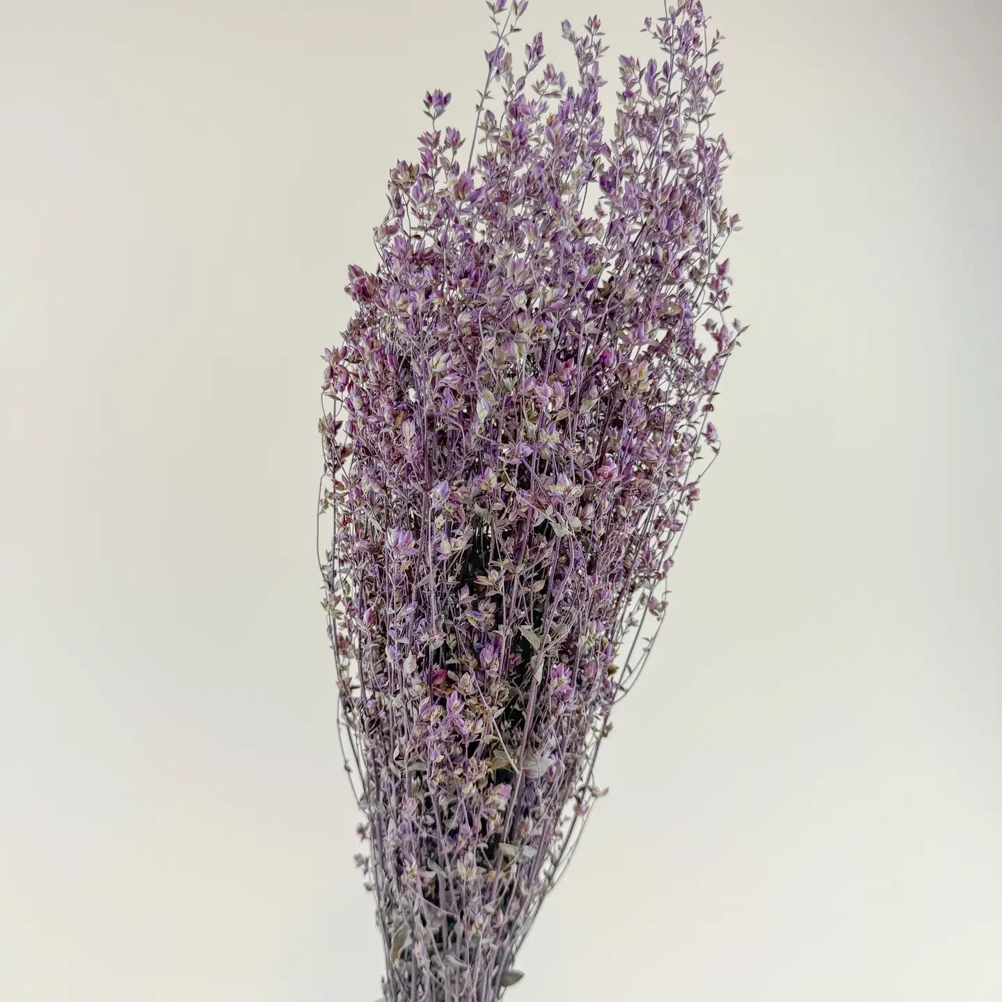 Santa Cruz Oregano – Purple, Naturally Dried Floral Herb