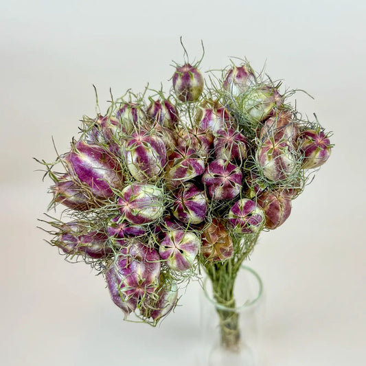 Nigella (Love-in-a-Mist) – Naturally Dried Seed Pods
