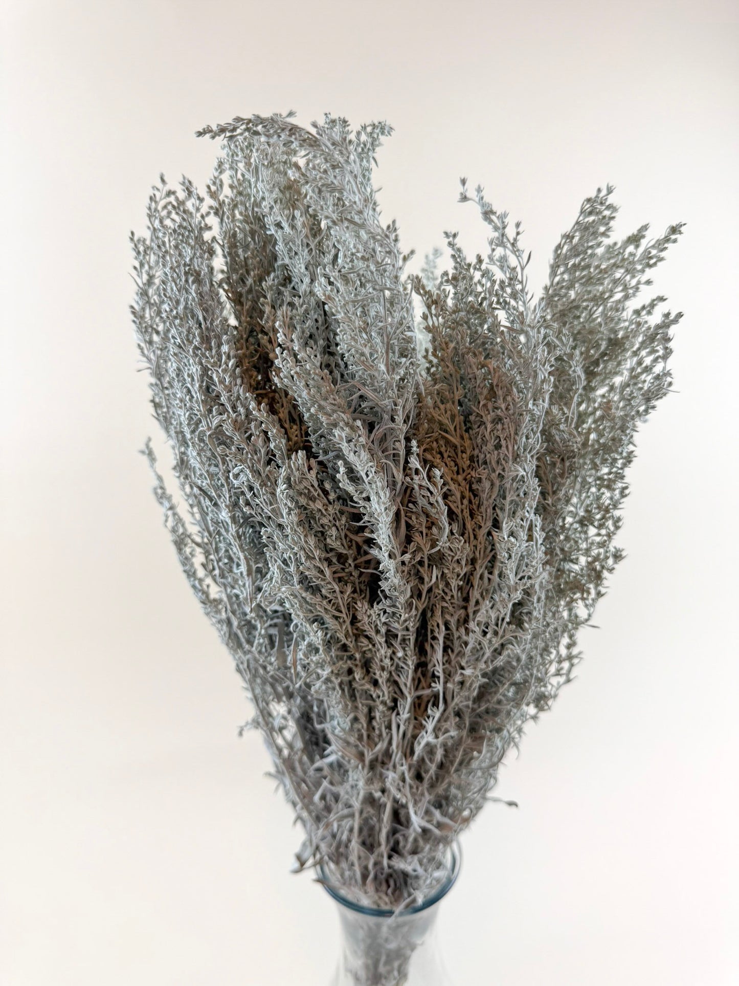 Silver King Artemesia – Naturally Dried Foliage