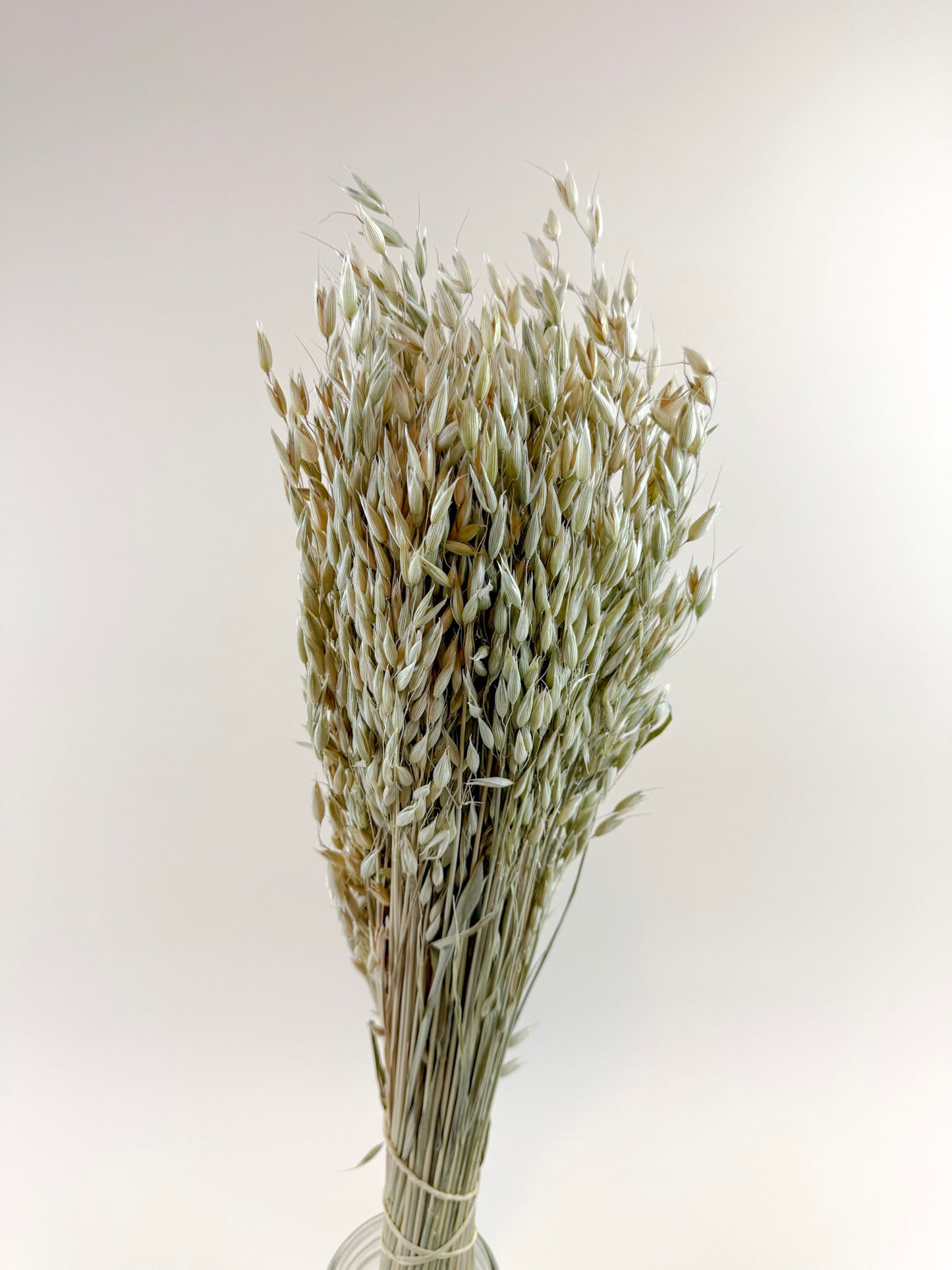 Avena (Oats) – Naturally Dried Oat Stems for Floral Design