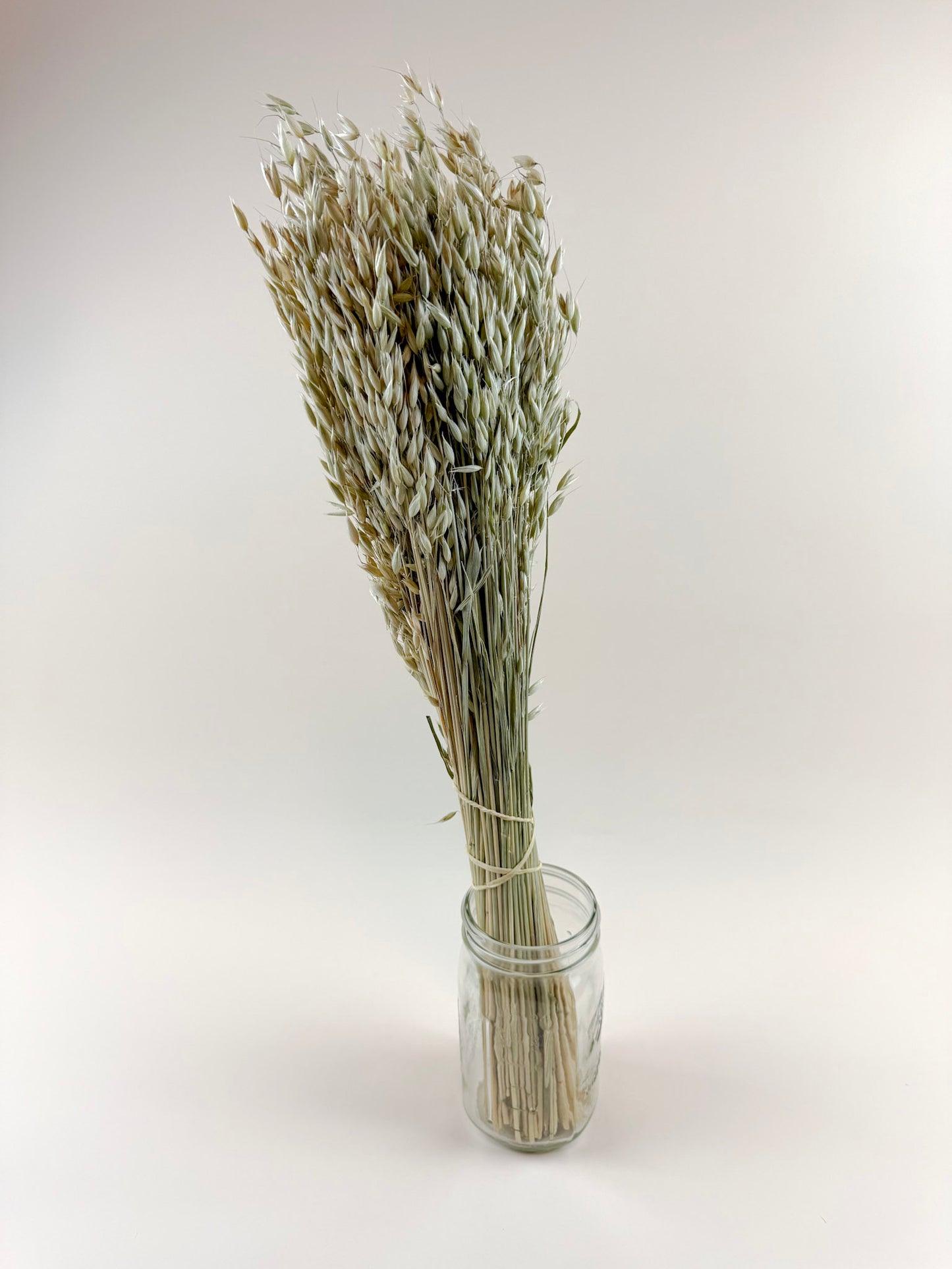 Avena (Oats) – Naturally Dried Oat Stems for Floral Design