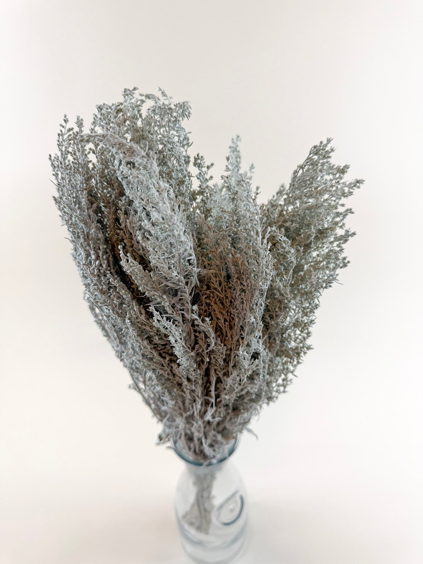 Silver King Artemesia – Naturally Dried Foliage