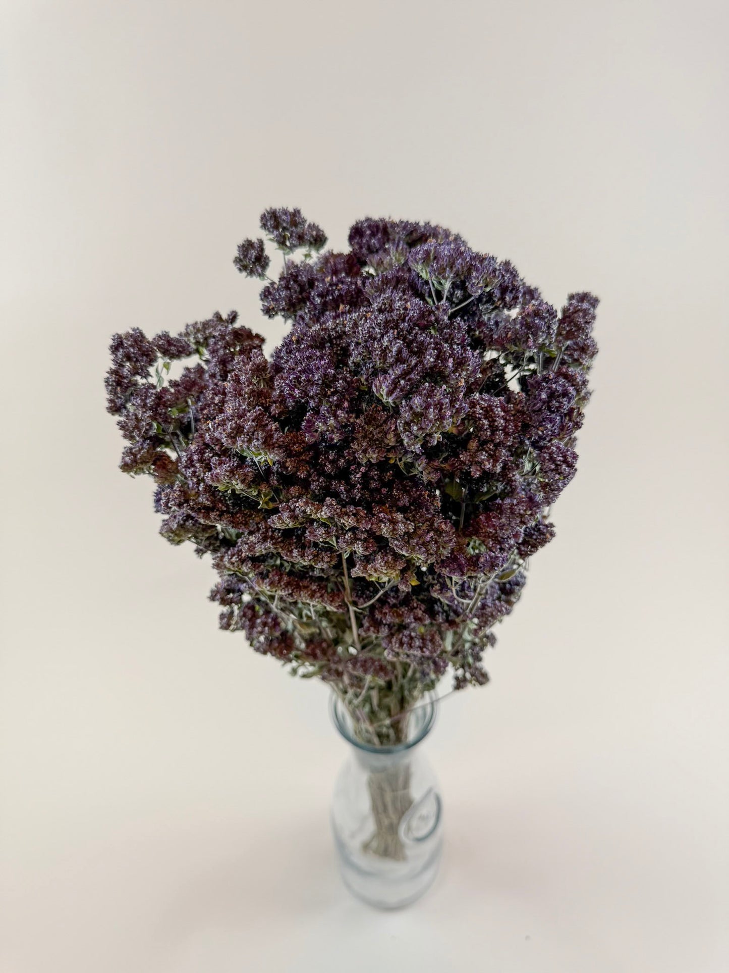 Purple Blossom Greek Oregano – Naturally Dried