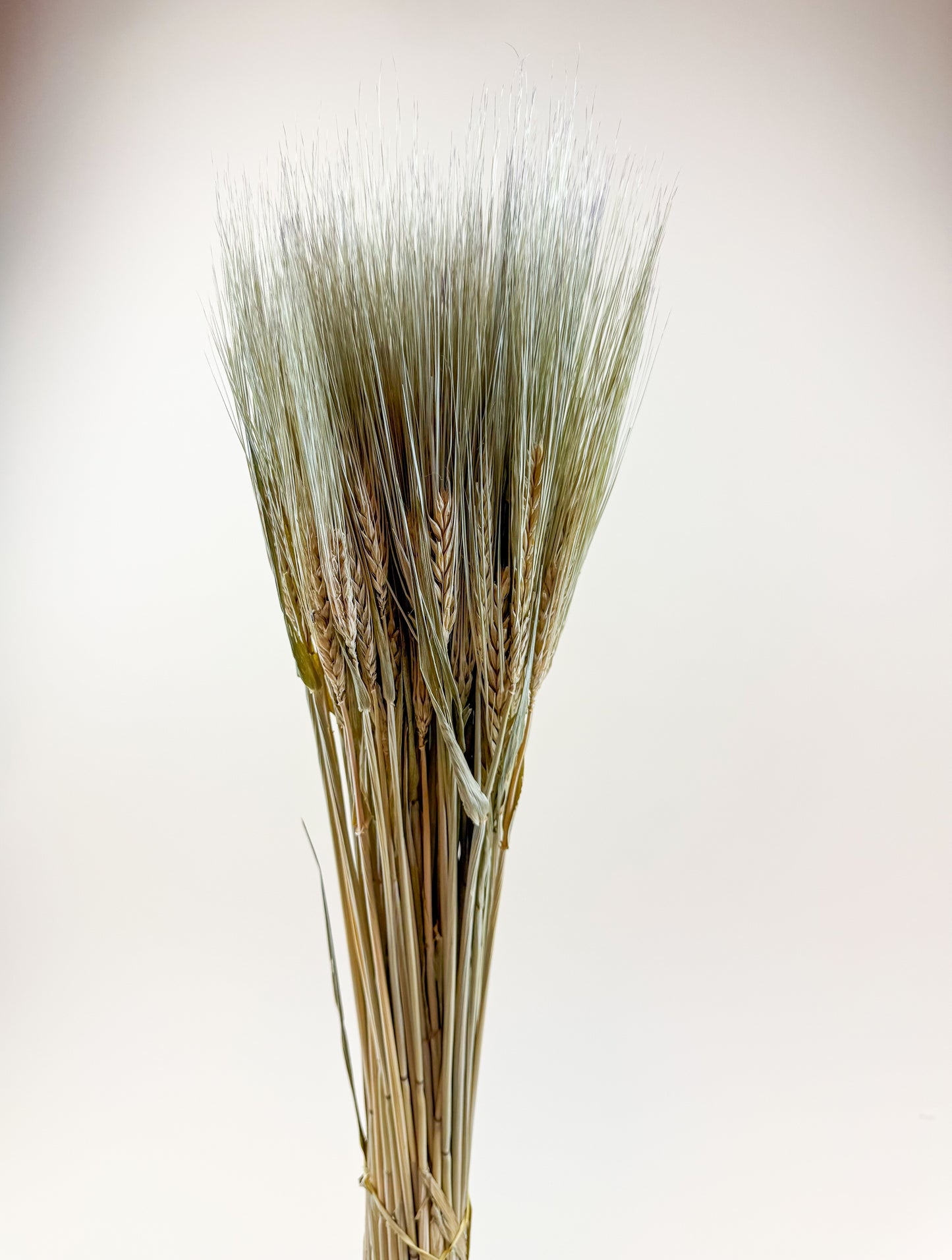 Natural Dried 6-Row Barley – Decorative Floral Stems