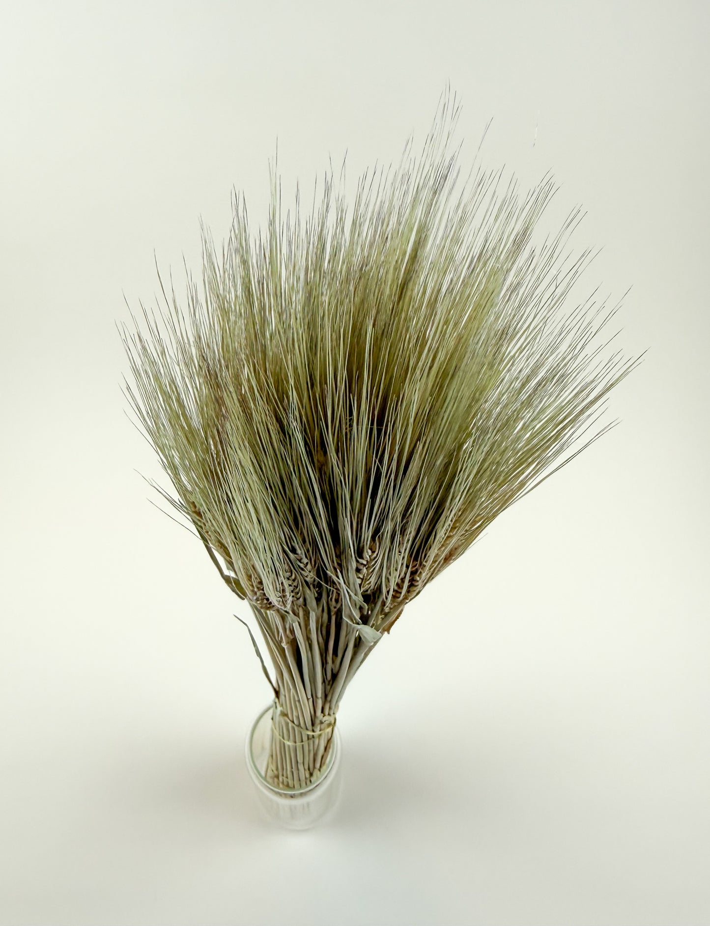 Natural Dried 6-Row Barley – Decorative Floral Stems