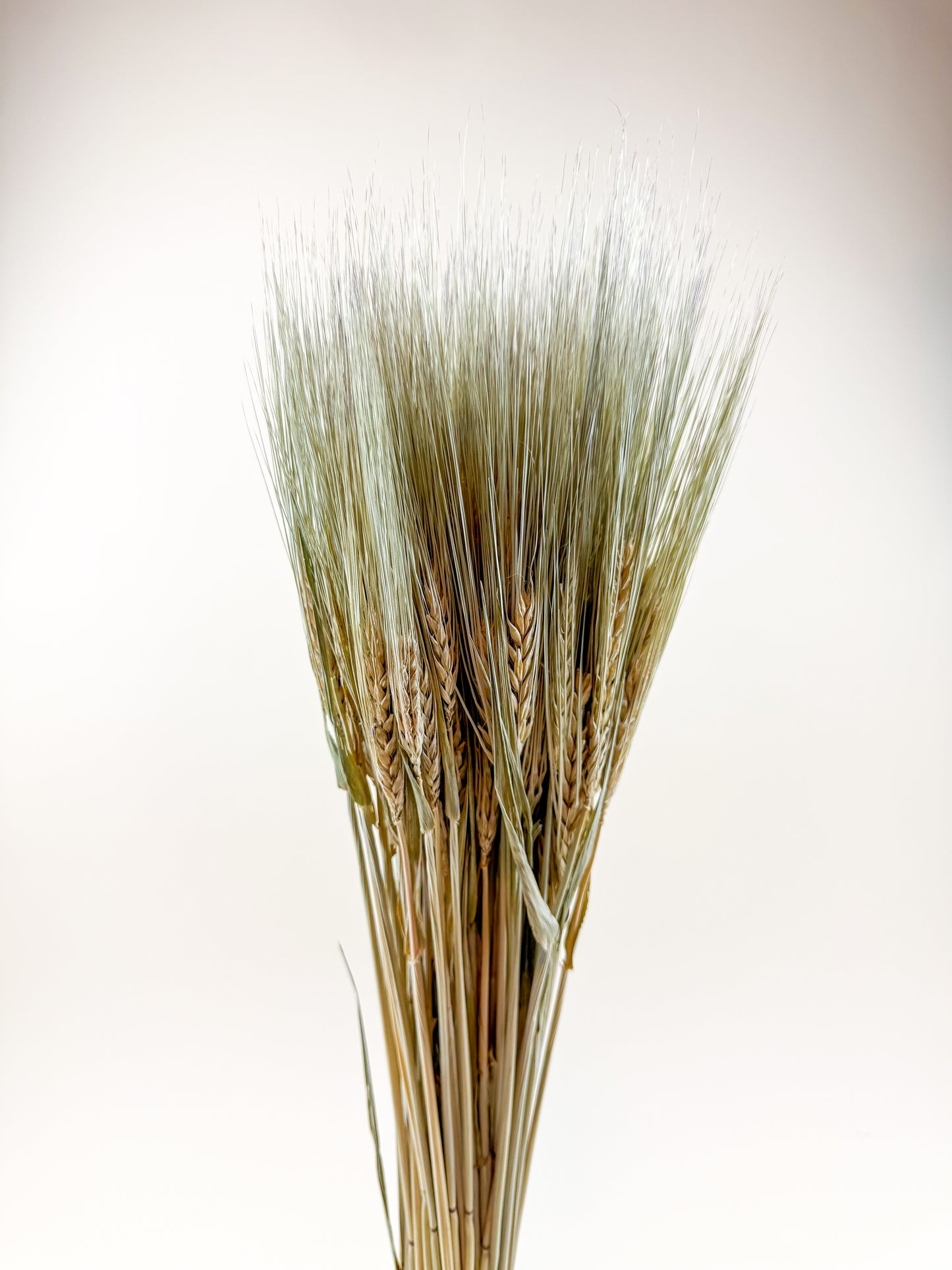 Natural Dried 6-Row Barley – Decorative Floral Stems