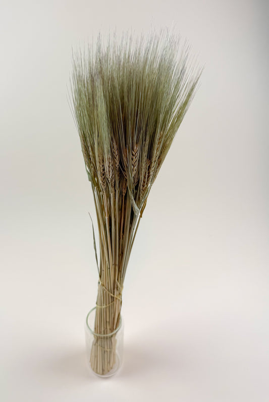 Natural Dried 6-Row Barley – Decorative Floral Stems