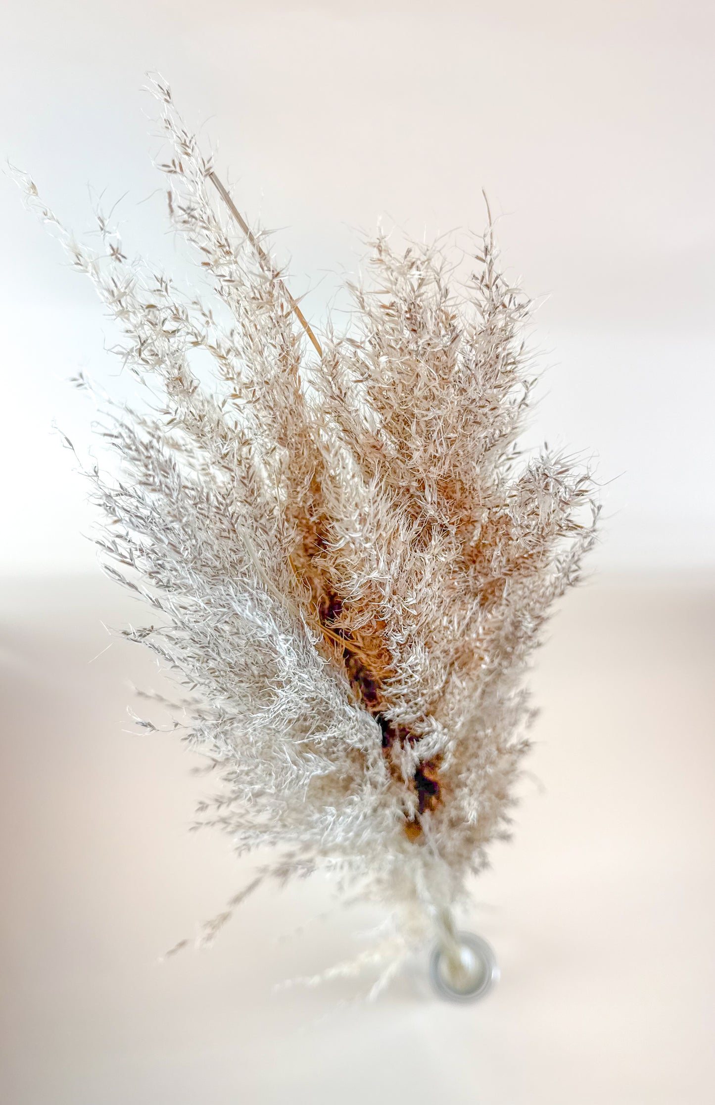 Pampas Grass (5 Stem) – Natural Dried Grass for Décor