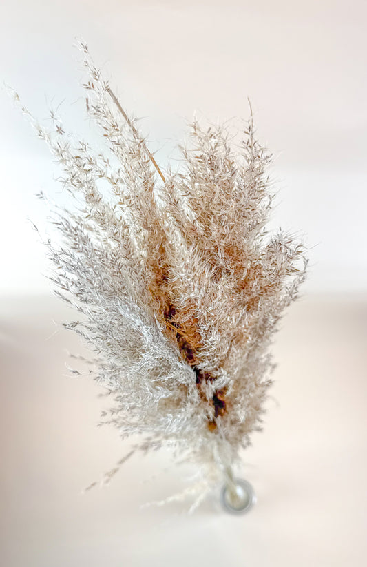 Pampas Grass (5 Stem) – Natural Dried Grass for Décor