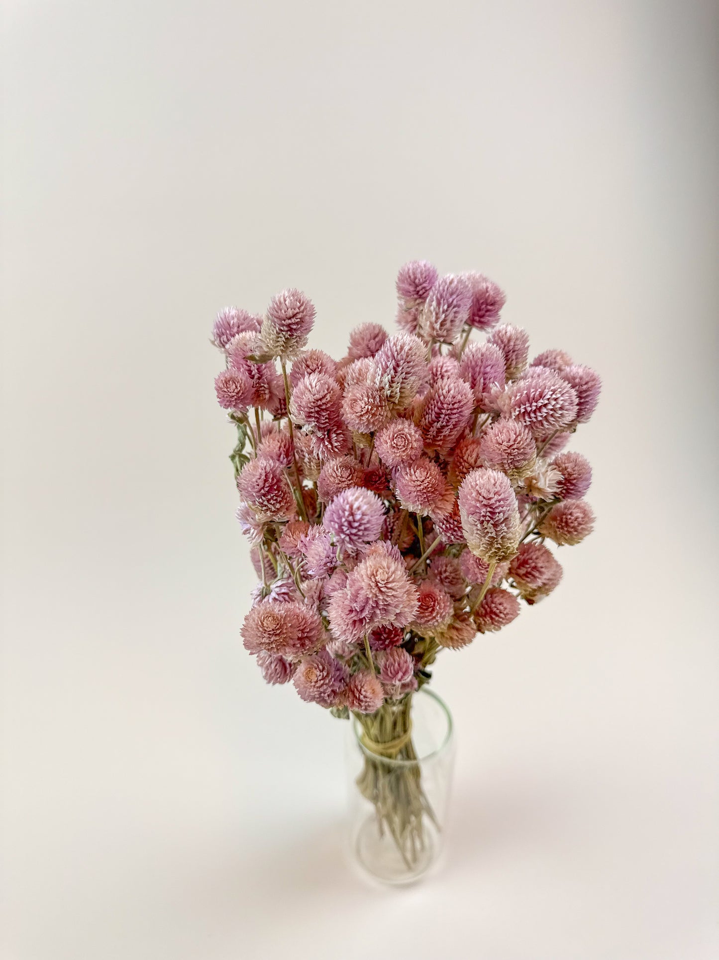 Blush Pink Globe Amaranth – Naturally Dried Flowers