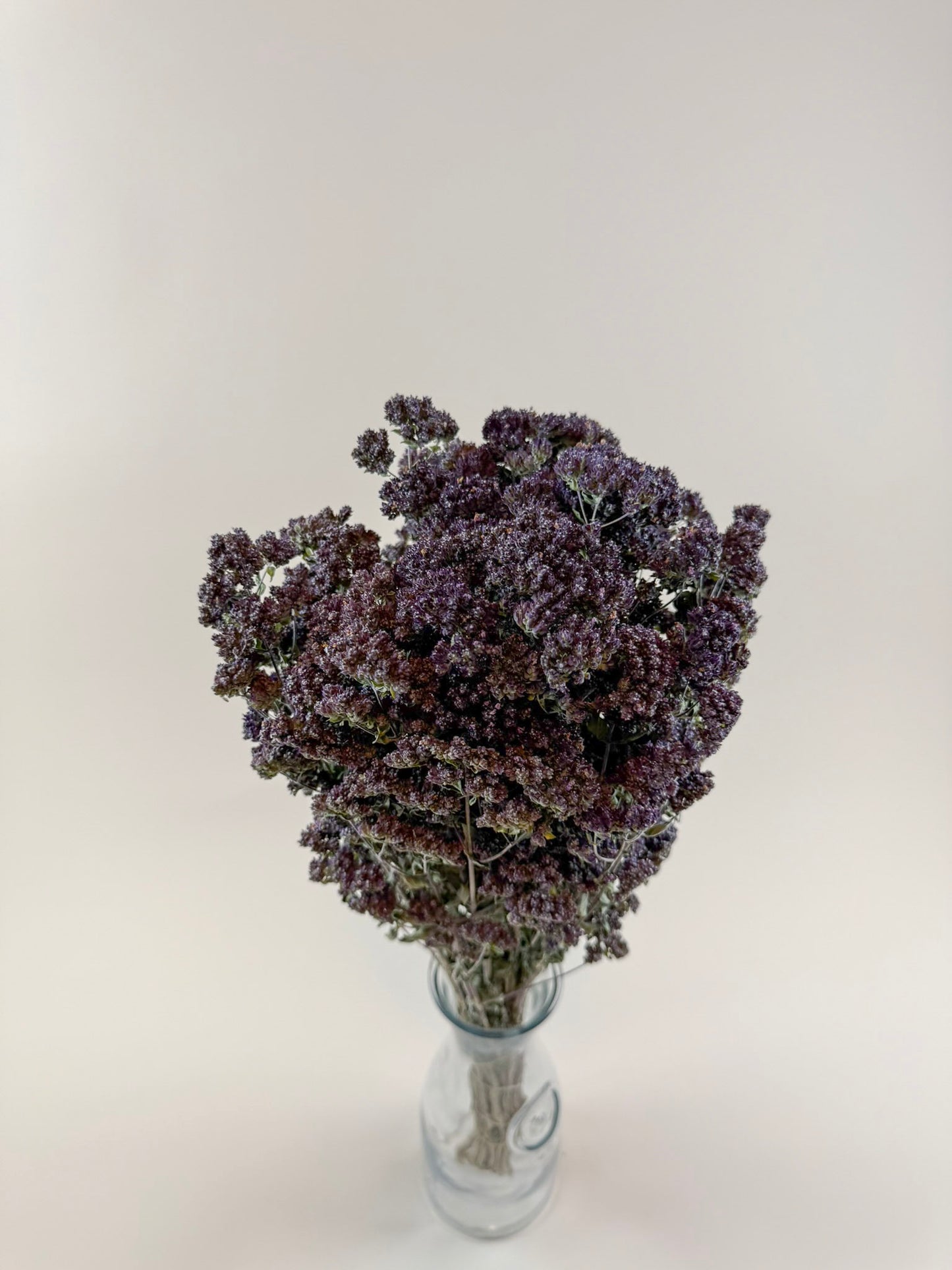 Purple Blossom Greek Oregano – Naturally Dried