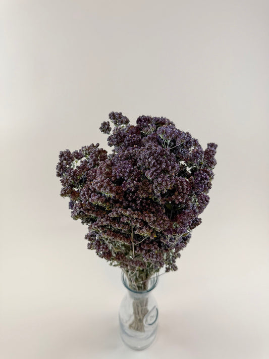 Purple Blossom Greek Oregano – Naturally Dried