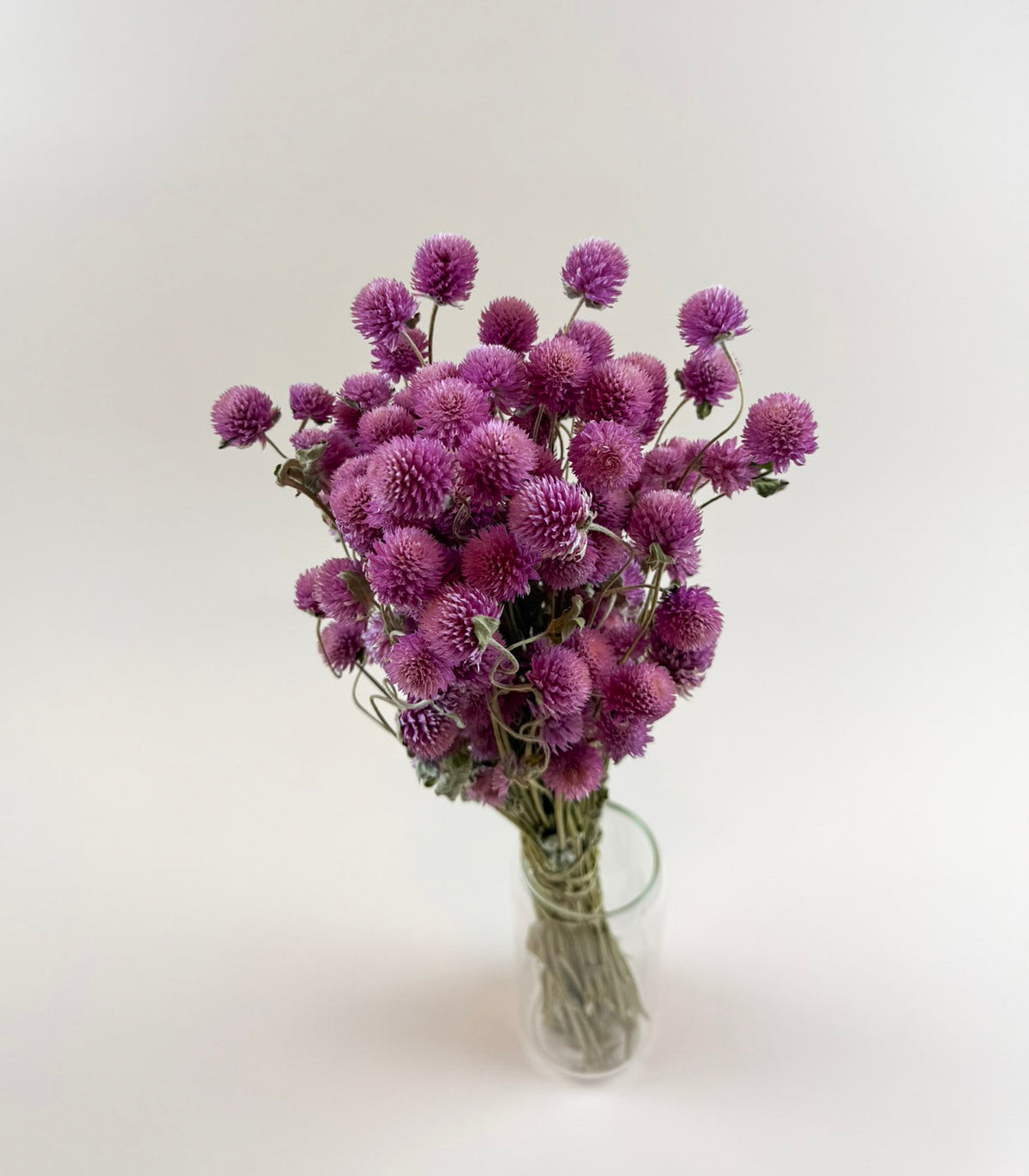 Raspberries and Cream Globe Amaranth – Natural Dried Flowers