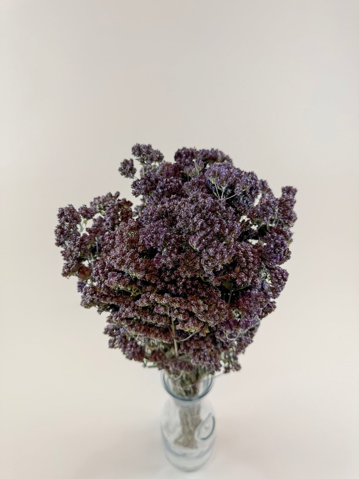 Purple Blossom Greek Oregano – Naturally Dried