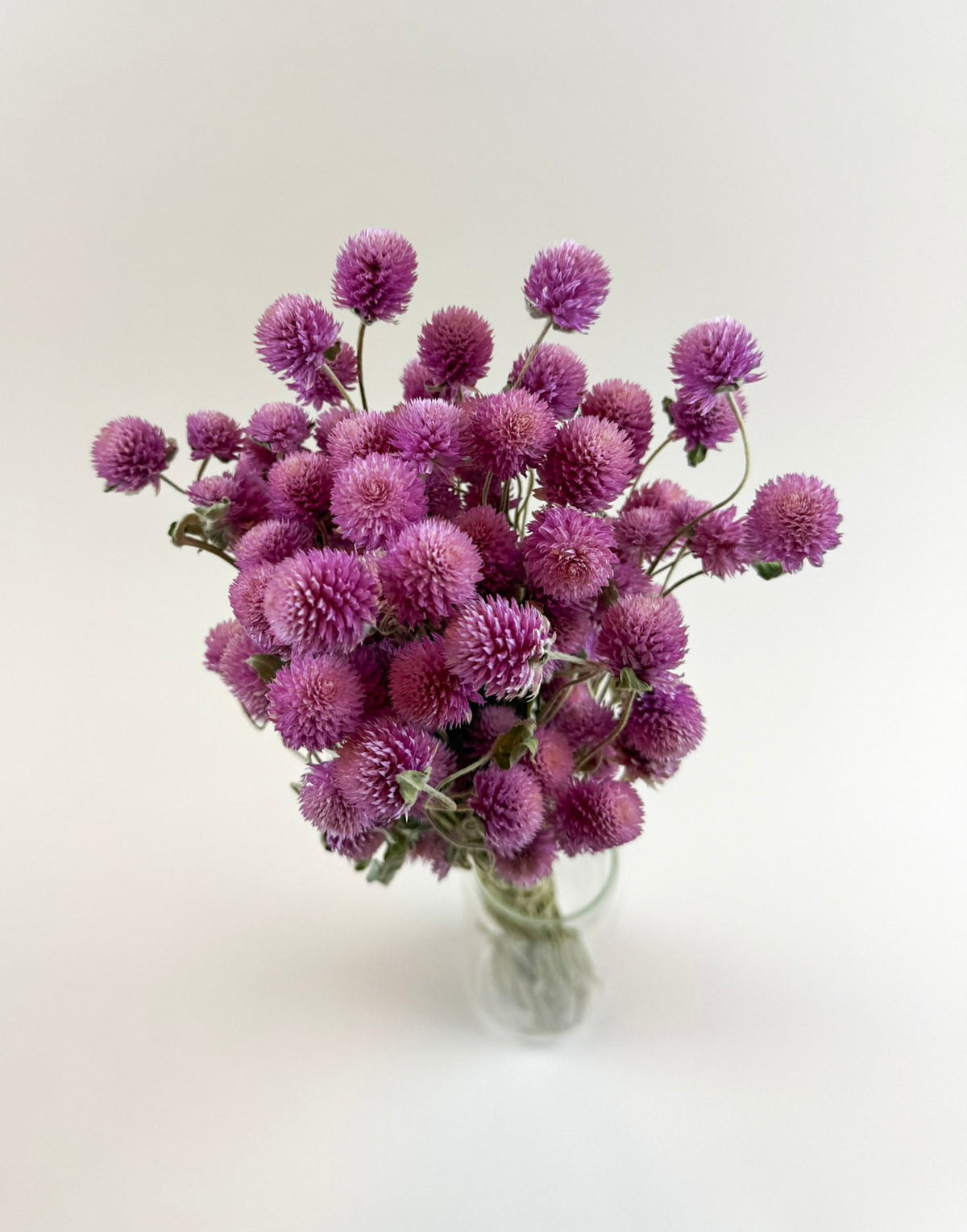Raspberries and Cream Globe Amaranth – Natural Dried Flowers