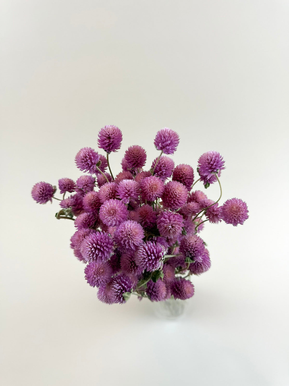 Raspberries and Cream Globe Amaranth – Natural Dried Flowers
