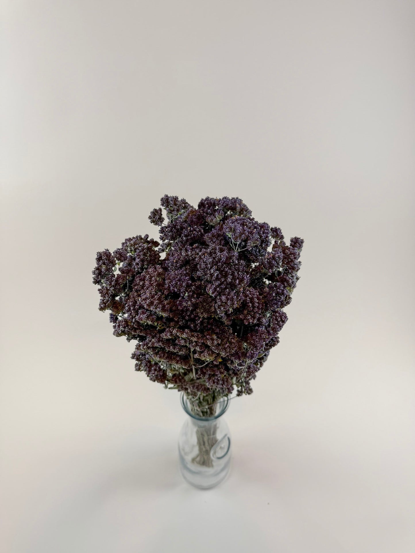Purple Blossom Greek Oregano – Naturally Dried