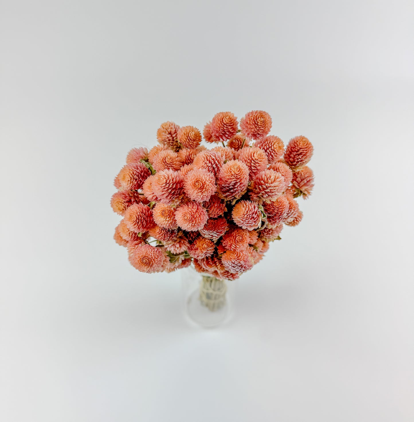 Rose Pink Globe Amaranth - Naturally Dried Flowers