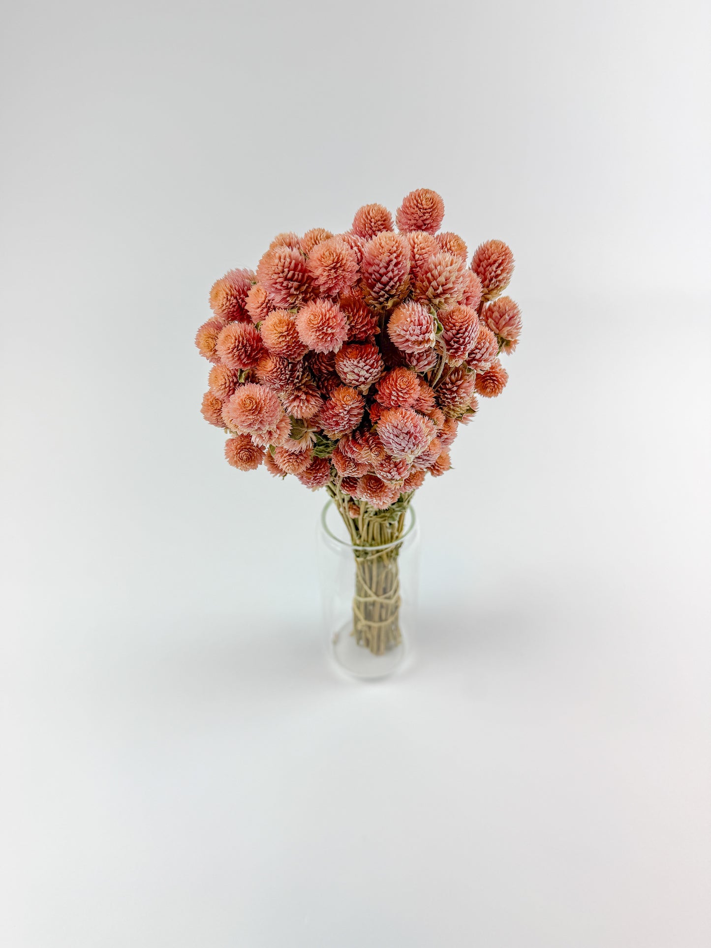 Rose Pink Globe Amaranth - Naturally Dried Flowers