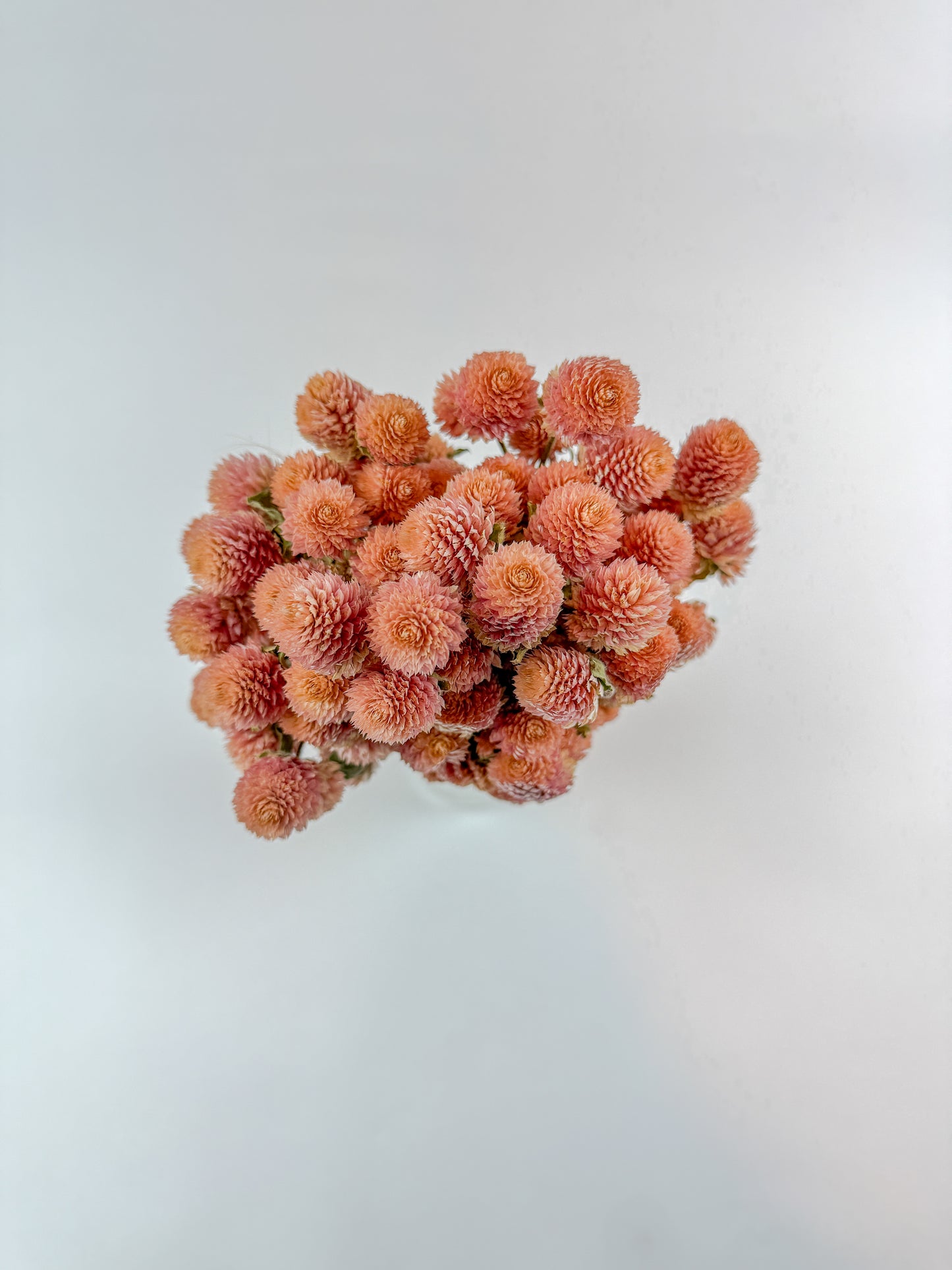 Rose Pink Globe Amaranth - Naturally Dried Flowers
