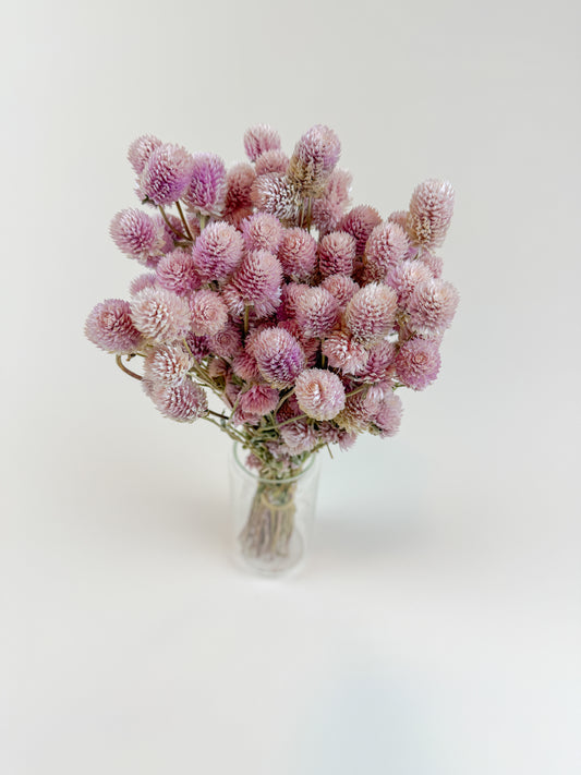 Blush Pink Globe Amaranth – Naturally Dried Flowers