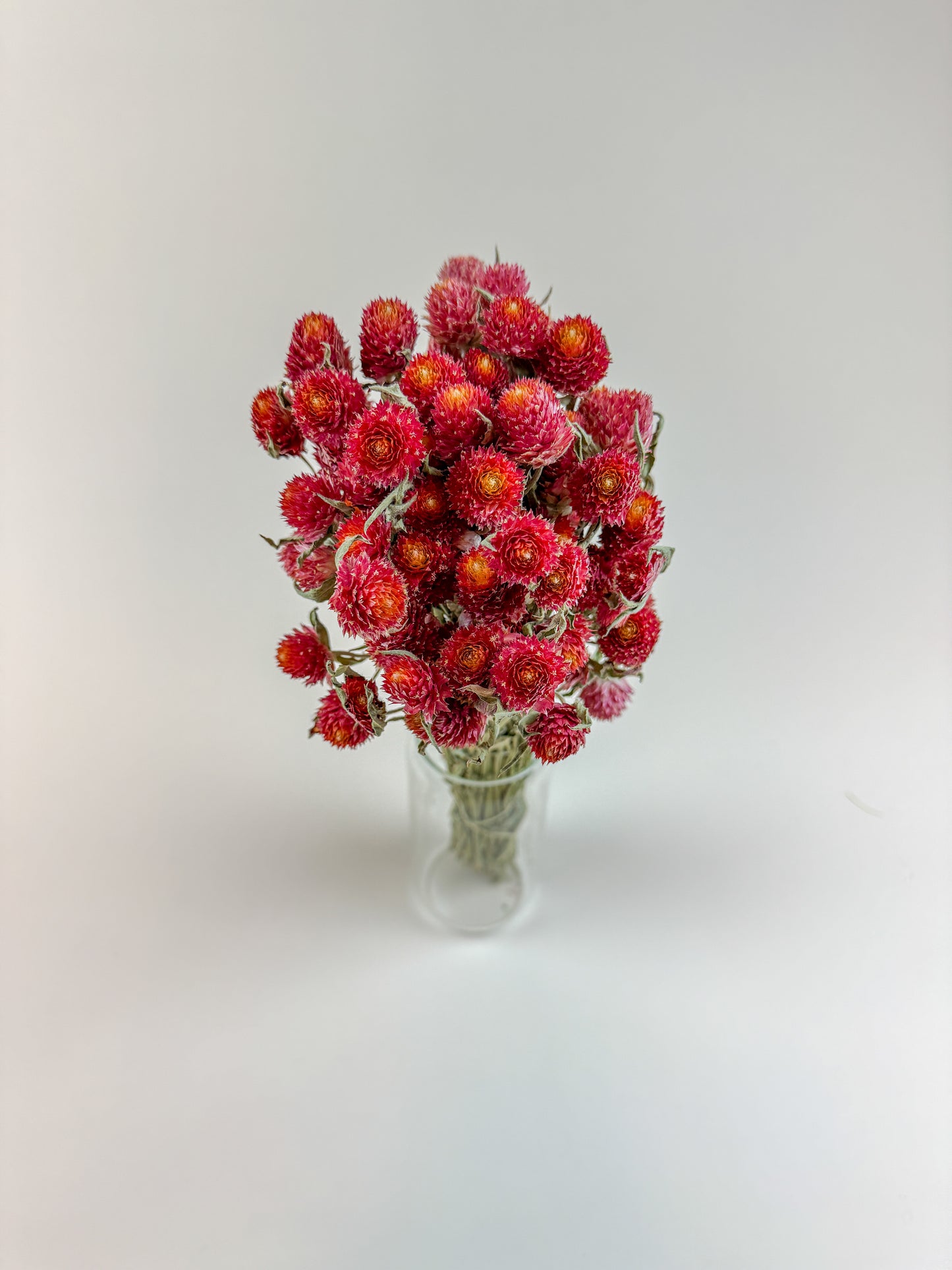 Red Globe Amaranth - Naturally Dried Flowers