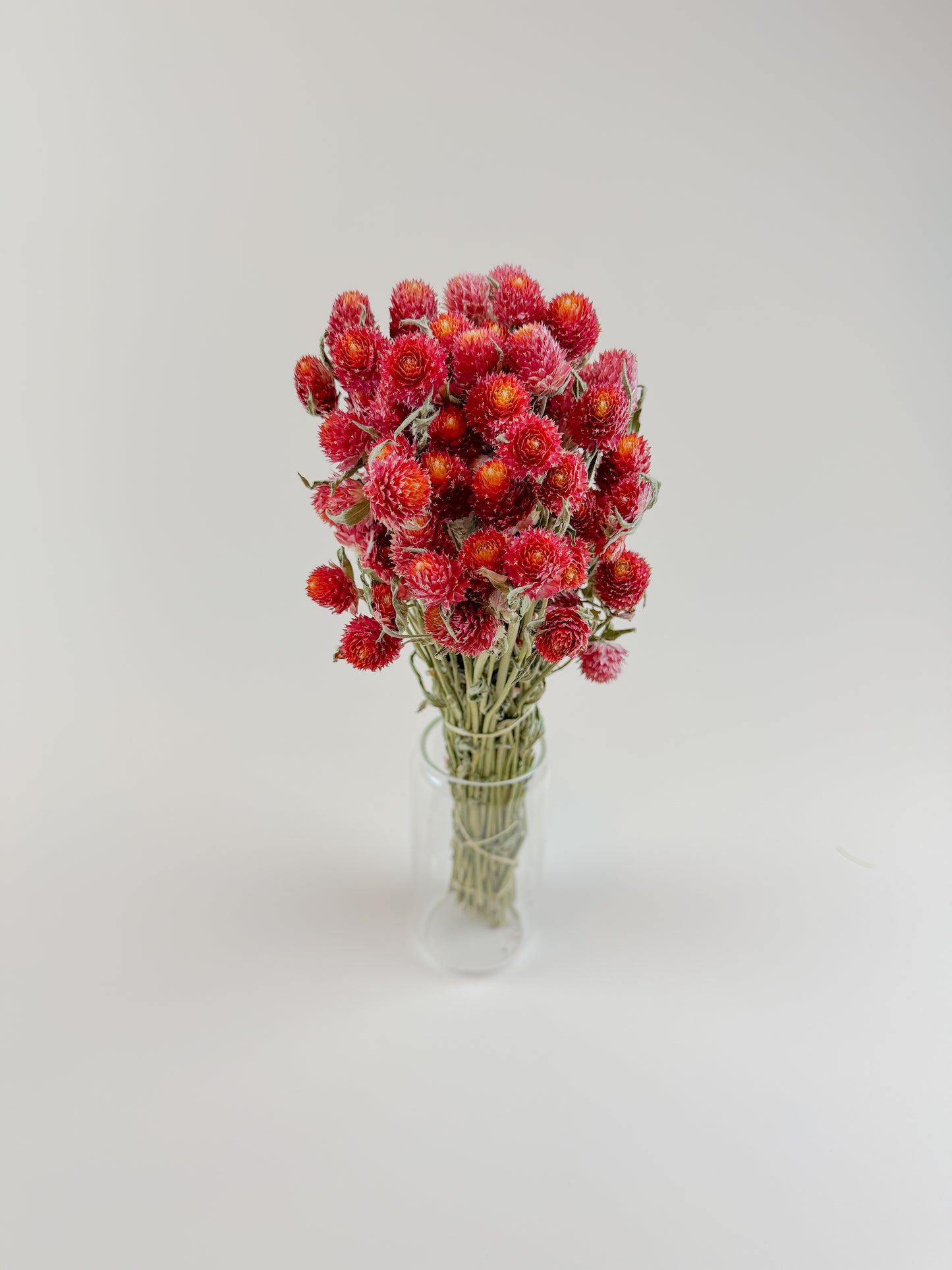 Red Globe Amaranth - Naturally Dried Flowers