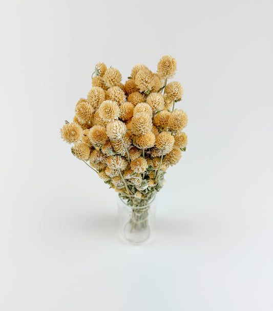 Honey Globe Amaranth – Naturally Dried Flowers