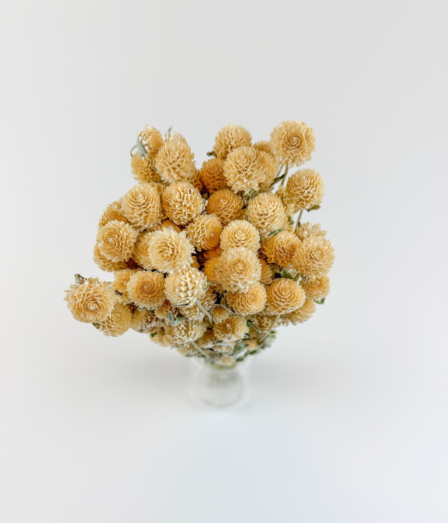 Honey Globe Amaranth – Naturally Dried Flowers