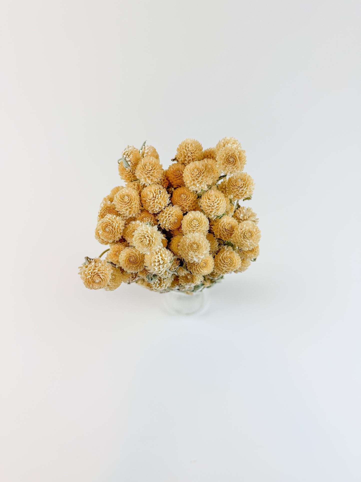 Honey Globe Amaranth – Naturally Dried Flowers