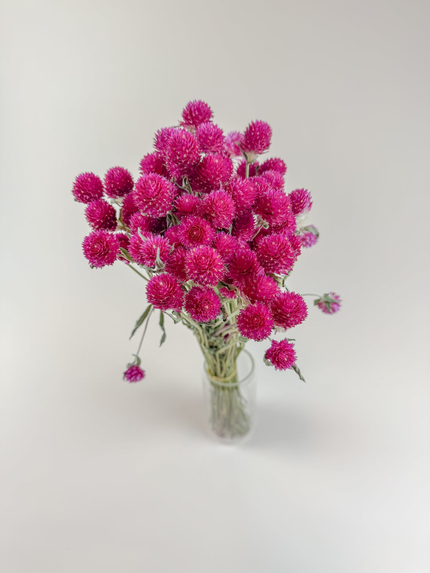 Hot Pink Globe Amaranth – Naturally Dried Flowers
