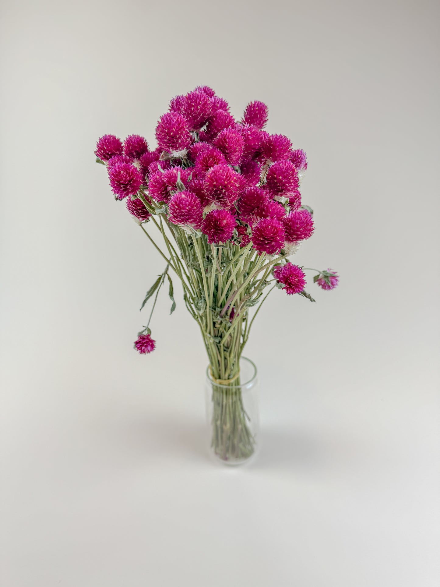Hot Pink Globe Amaranth – Naturally Dried Flowers